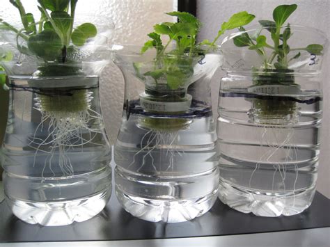 水耕植物換水